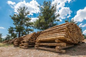 木材使用木材防霉剂之后还会发霉的原因