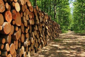 工业木材防霉剂和木材防腐剂的区别